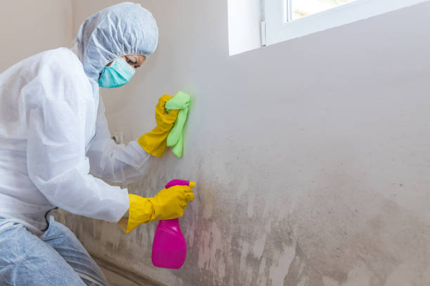 Best Black Mold Removal  in USA